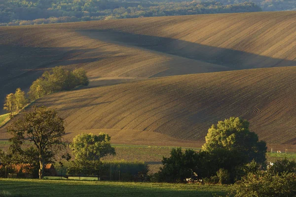 Toscane Morave Est Appelé Paysage Ondulé Près Kyjov Moravie République — Photo