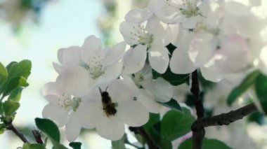 Ağır çekim görüntüleri. Toplama polen çiçek uçan arı
