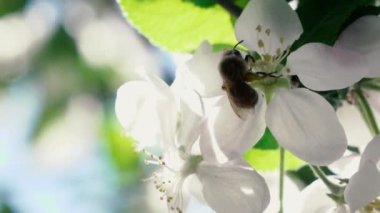 Ağır çekim görüntüleri. Toplama polen çiçek uçan arı