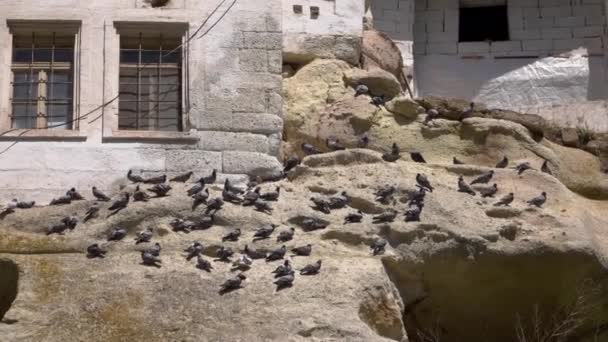 Materiału wideo HD. Gołębie na skałach w mieście w skałach. Zwolnionym tempie — Wideo stockowe