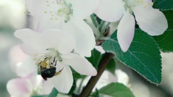 Кадры медленного движения. Летящая пчела собирает пыльцу с цветов — стоковое видео