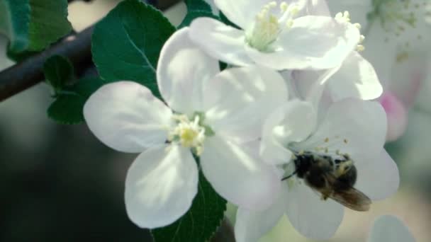 スローモーション映像。ミツバチは花から花粉を集めるを飛んで — ストック動画