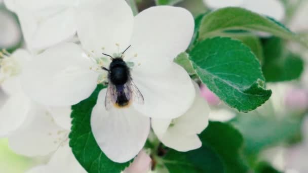 Slow motion film. Biet flyger samlande pollen från blommor — Stockvideo