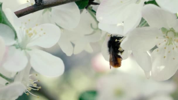 Imágenes en cámara lenta. Abeja volando recoger el polen de las flores — Vídeos de Stock