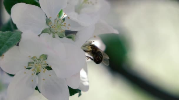 Αργή κίνηση μήκος σε πόδηα. Μέλισσα, που φέρουν τη συλλογή γύρης από λουλούδια — Αρχείο Βίντεο
