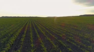 4 k hava dron görüntüleri. Gün batımında alanın üzerine sinek.