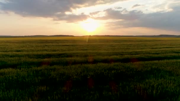 Imagens de drones aéreos 4K. Voe sobre o campo de trigo ao pôr-do-sol. Dolly atirou — Vídeo de Stock