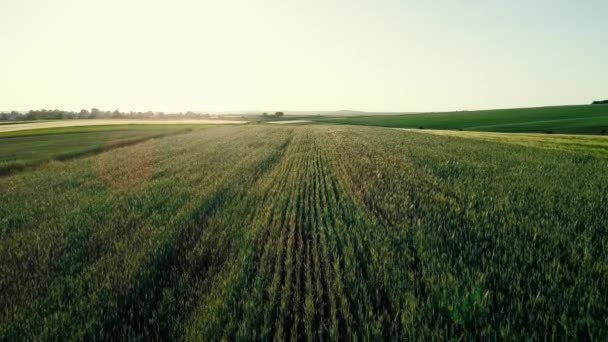 Imagens de drones aéreos 4K. Voar sobre campos coloridos em colinas ao pôr do sol — Vídeo de Stock