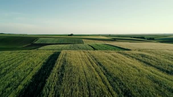 Imágenes aéreas de aviones no tripulados 4K. Volar sobre campos colosales en las colinas — Vídeos de Stock