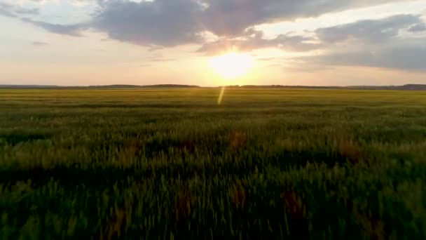 Imagens de drones aéreos 4K. Voar sobre o campo de trigo ao pôr do sol . — Vídeo de Stock