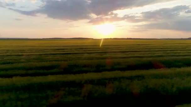 Imagens de drones aéreos 4K. Voe sobre o campo de trigo ao pôr-do-sol. Dolly atirou — Vídeo de Stock