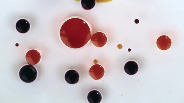 Abstraktní pozadí. Akrylové barevné bubliny míchání v oleji — Stock video