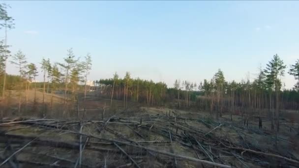 Vue sur les courses de drones. Survoler les arbres morts dans la forêt au coucher du soleil . — Video