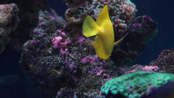 Peixe tang amarelo em um recife — Vídeo de Stock