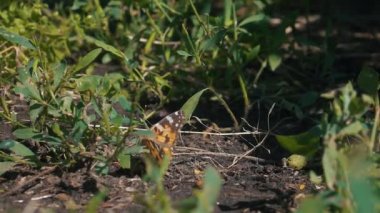 Kelebek zemin çim güneş ışığında yavaş hareket uçan