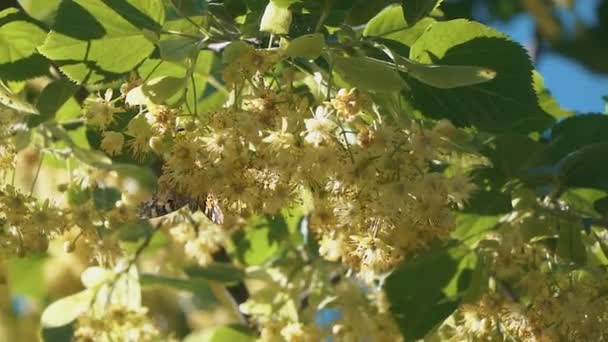 Butterfly flying slow motion on sunlight on tree — Stock Video