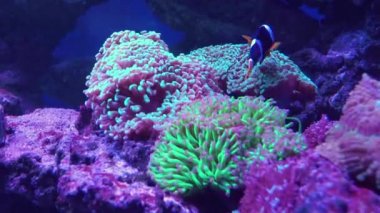 Clarks anemonefish Amphiprion clarkii balık