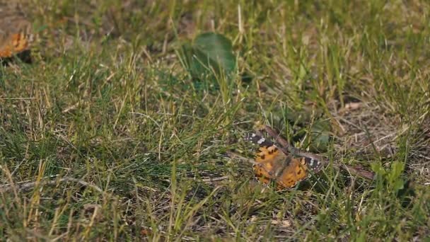 Метелик літає повільно на сонячному світлі на землі трава — стокове відео