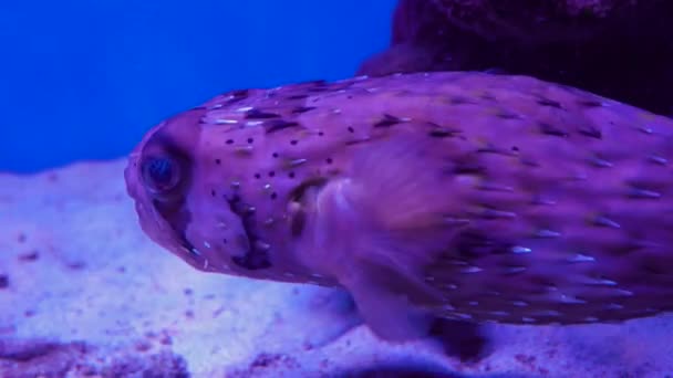 The big porcupine fish diodon liturosus 4K — Stock Video