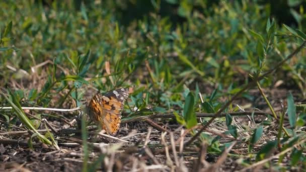 Papillon volant au ralenti sur le soleil sur l'herbe au sol 