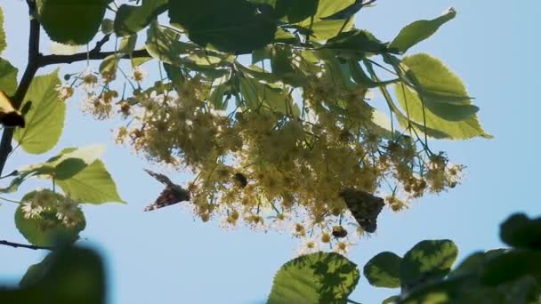Метелик літає повільно на сонячному світлі на дереві — стокове відео