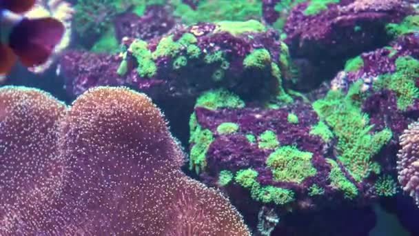 Clarks anemonefish Amandóprion clarkii Fish — Stock video