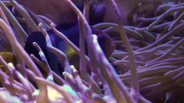 Clarks anemonefish Amphiprion clarkii pescado — Vídeos de Stock