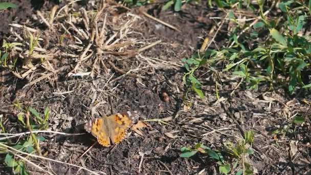 Метелик літає повільно на сонячному світлі на землі трава — стокове відео