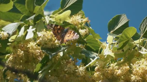 Farfalla che vola al rallentatore sulla luce solare sull'albero — Video Stock