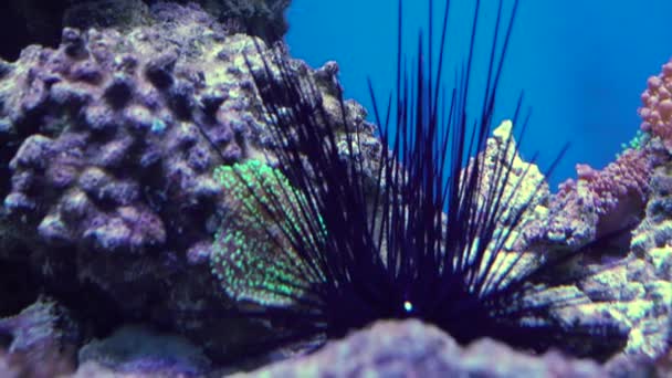 4k Filmmaterial. Seeigel laufen im Aquarium. — Stockvideo