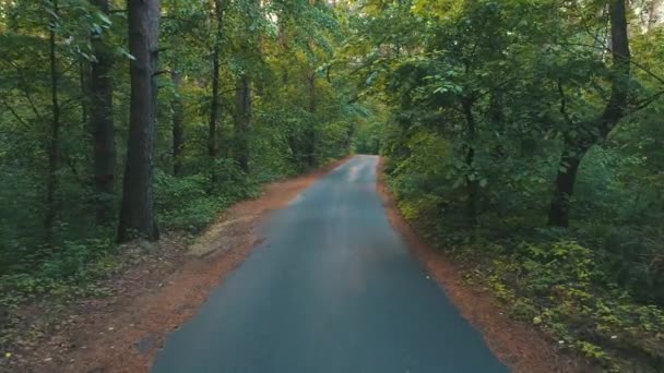 Asphalt road in summer forest — Stock Video