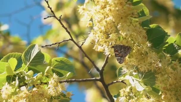 Farfalla che vola al rallentatore sulla luce solare sull'albero — Video Stock