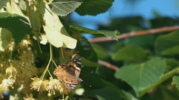 Motyl latający powolny ruch na słońcu na drzewie — Wideo stockowe