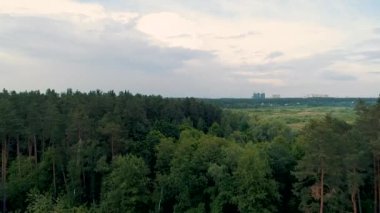 4k havadan drone görüntüleri yaprak döken orman üzerinde flyover