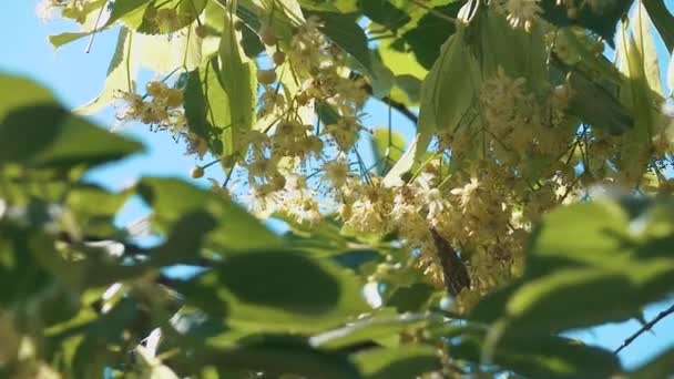 Farfalla che vola al rallentatore sulla luce solare sull'albero — Video Stock