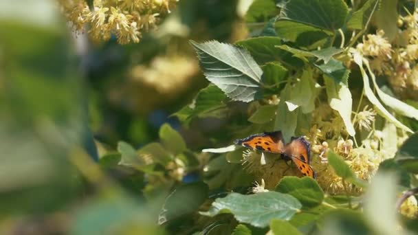 Метелик літає повільно на сонячному світлі на дереві — стокове відео