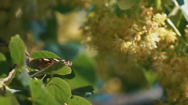 Farfalla che vola al rallentatore sulla luce solare sull'albero — Video Stock