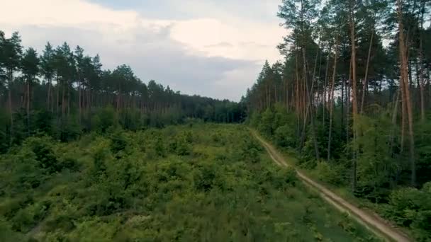 Drone aérien 4K volant en forêt au-dessus de jeunes arbres — Video
