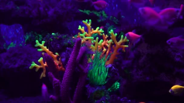 Zeitlupe. farbenfroher fluoreszierender Kugelfisch Danio im Aquarium. — Stockvideo