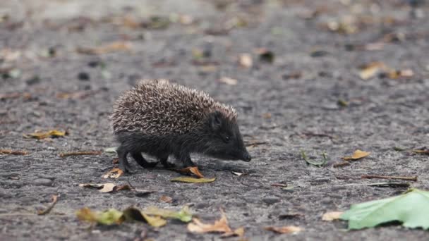 Pequeño erizo en el patio en busca de comida . — Vídeos de Stock