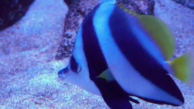 Pennantfish Heniochus intermedius mercanlar üzerinde yüzme