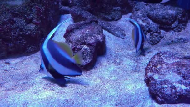 Pennantfish Heniochus intermedius плавает над кораллами — стоковое видео