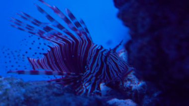 Aslan balığı veya Pterois volitans