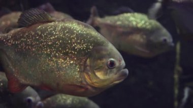 Piranha karanlık suda grup yüzme yakın