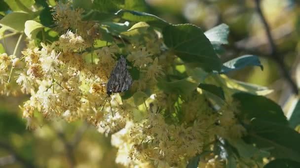 Farfalla che vola al rallentatore sulla luce solare sull'albero — Video Stock