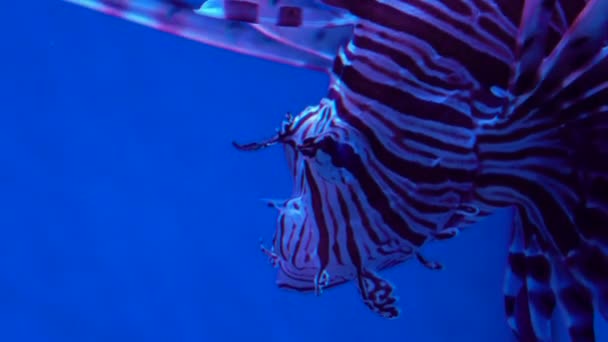 Ryby lew lub Pterois Pterois — Wideo stockowe