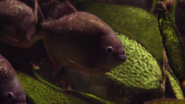 Piranha close up zwemmen in groep in duistere water — Stockvideo