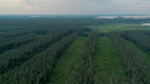 Повітряні кадри. Літати над частково розпиляною деревиною — стокове відео