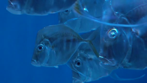 Vissen Selene vomer in blauw water in aquarium Kiev — Stockvideo