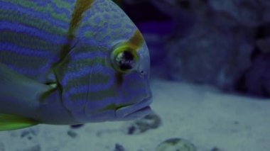 Mavi Çizgili Sea Bream, Symphorichthys Spilurus, Tek Balık Yüzen, balık closeup, oceanarium, sualtı, mavi lamplight